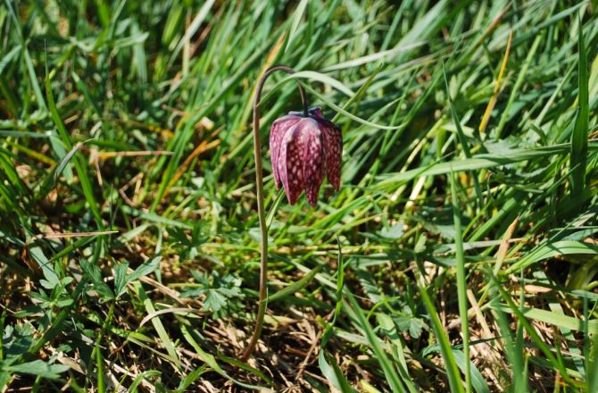 okaz szachownicy kostkowatej