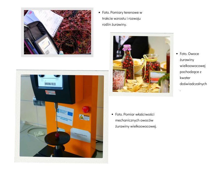 Produkty z żurawiny