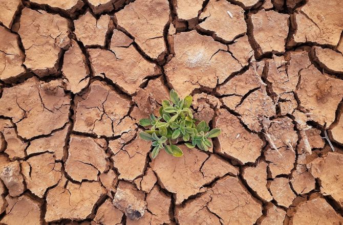 zdjęcie wyschniętej gleby z małą rośliną pośrodku