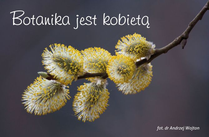 Obraz przedstawia zdjęcie rośliny