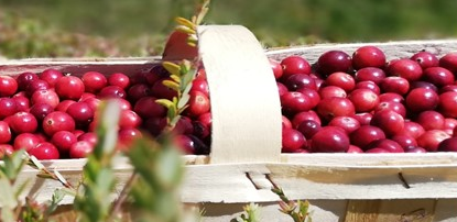 żurawina w drewnianym koszyku