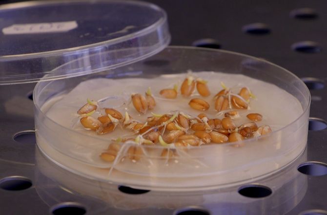 ROLNICTWO - kierunek studiów na Uniwersytecie Rzeszowskim