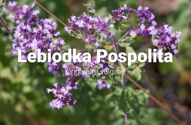 LEBIODKA POSPOLITA // POLSKIE OREGANO - prezentuje dr hab. Łukasz Łuczaj
