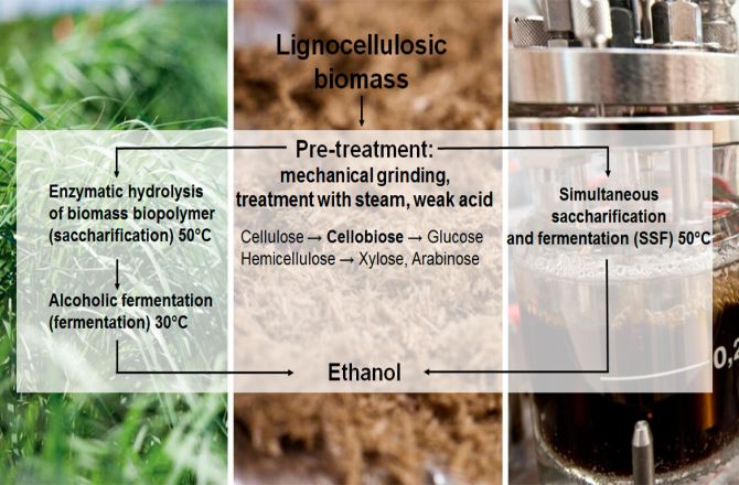 schemat produkcji etanolu przez drożdże