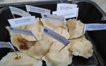 Piknik Nauki EKSPLORACJE 2021 stanowisko Instytut Technologii Żywności i Żywienia