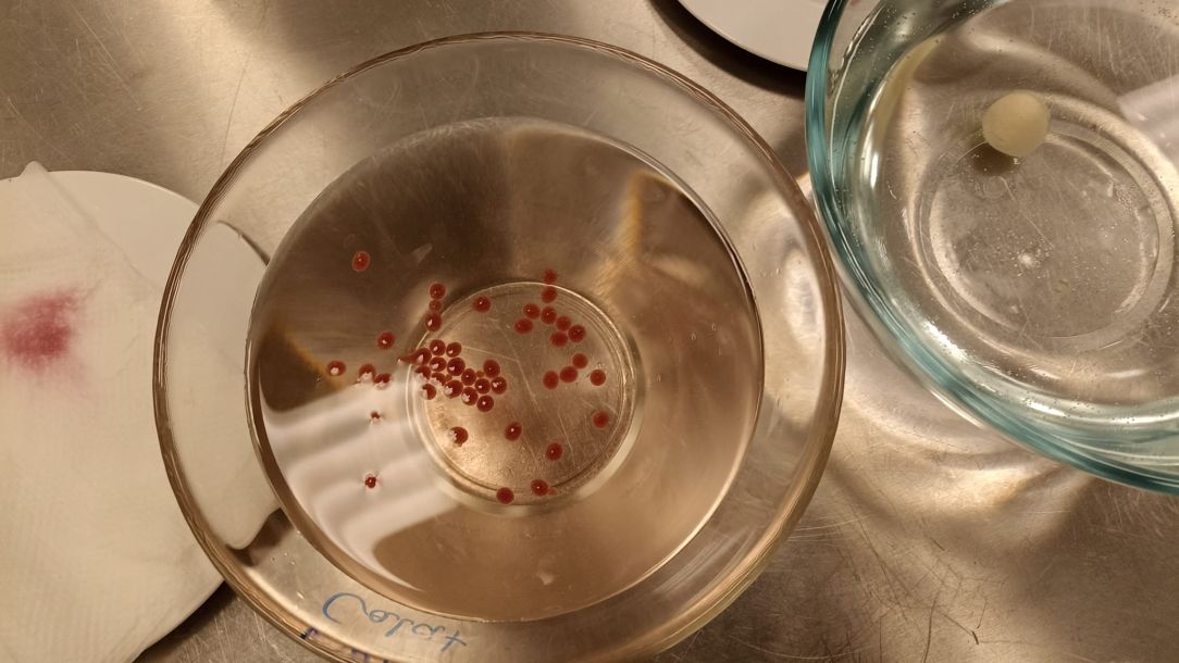 Dzień Maturzysty w ITŻiŻ 24.11.2022