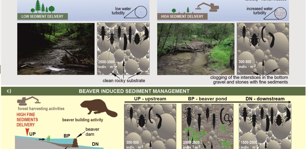 Abstrakt graficzny - bobry i makrobezkręgowce