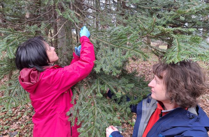 Góra Borowinowa - pobór igieł jodły pospolitej