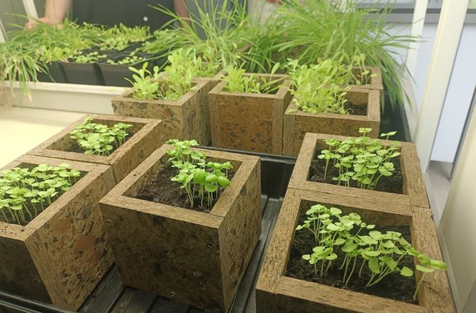 fotografia przedstawia rośliny