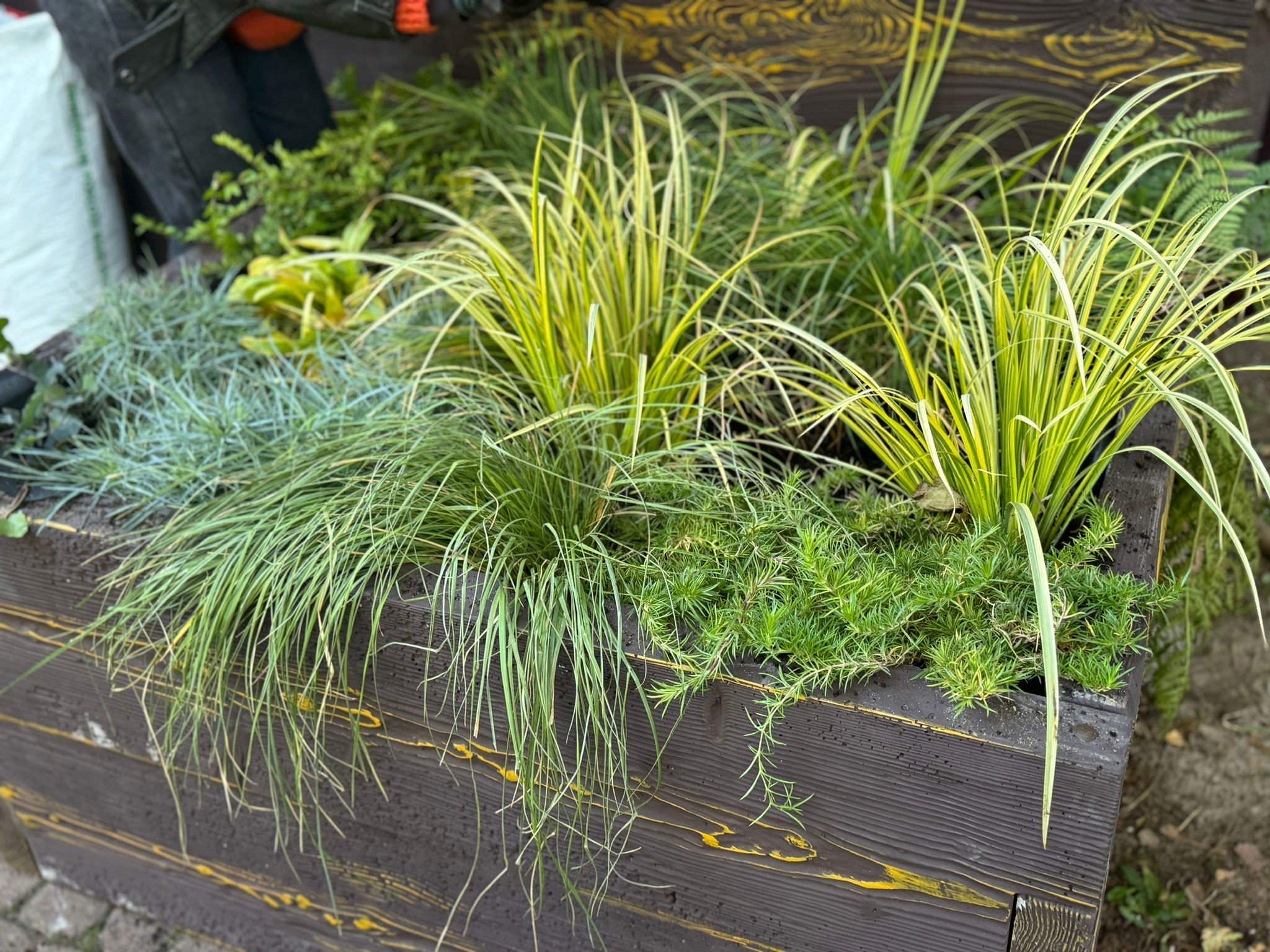 rośliny posadzone w brązowej skrzyni