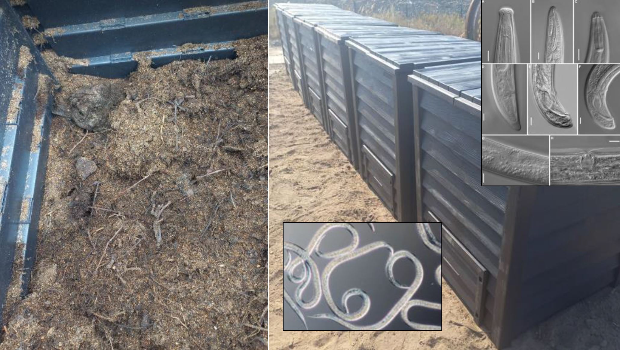 pojemniki z bionawozem i zdjęcie nicieni pod mikroskopem