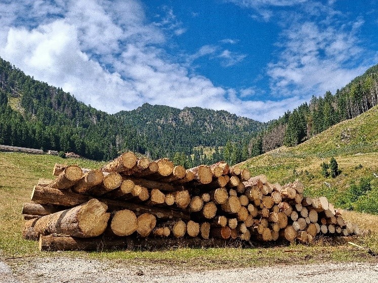 Stos pociętych pni drewna na tle g&oacute;rskiego lasu, z widokiem na naturalny, leśny krajobraz.